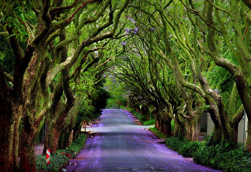 Tree Alley