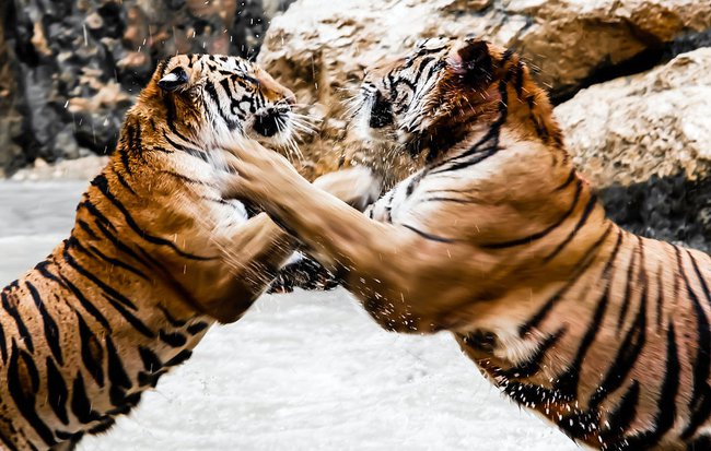 2-tigers-fighting-playing.jpg.650x0_q85_crop-smart
