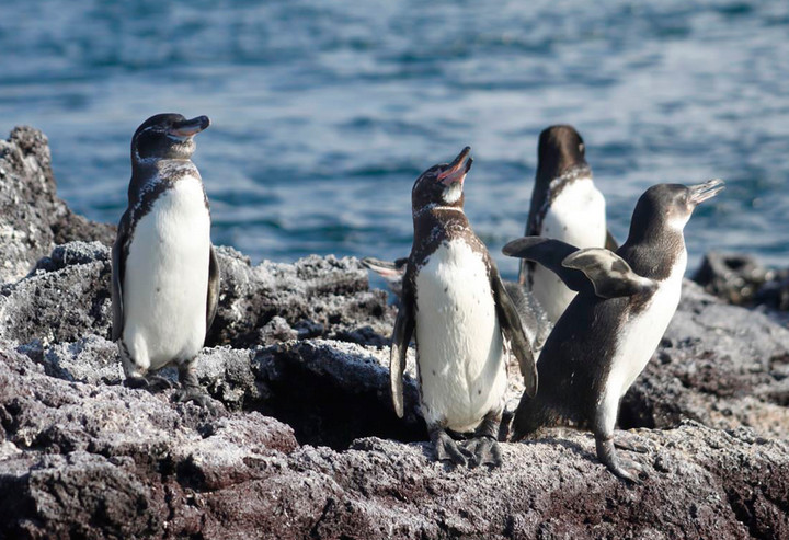 pinguinos_peru